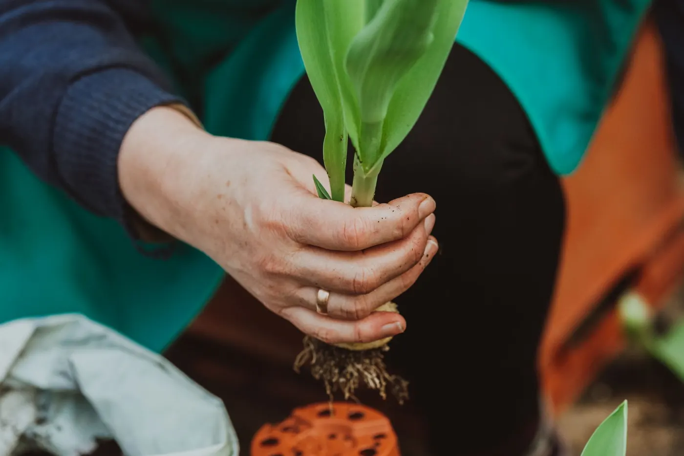 Plantation d’un jeune plant à mains nues