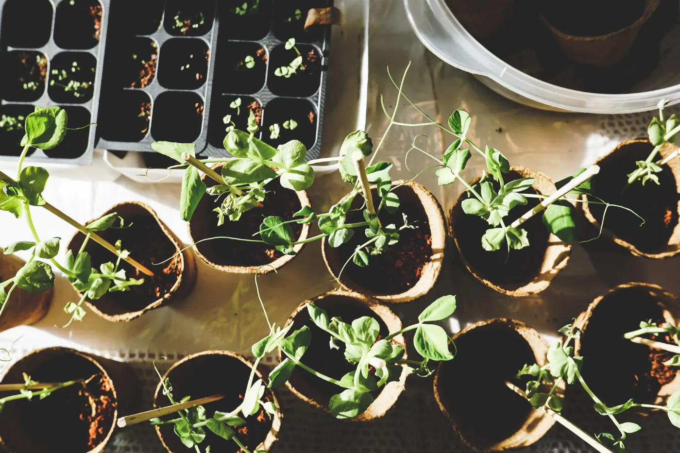 Jeunes plants en godets