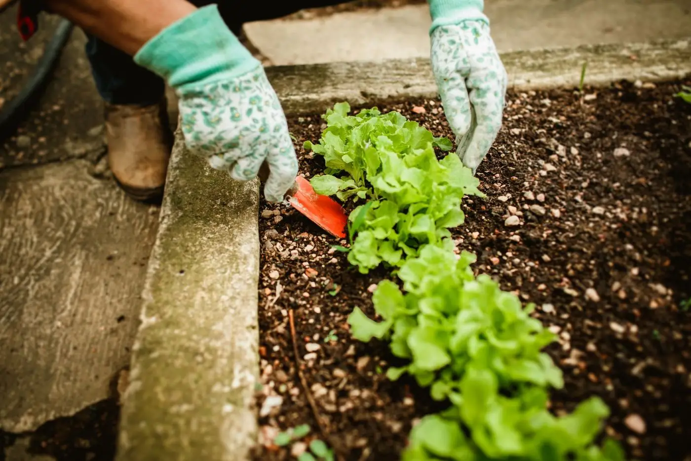 Mains gantées entretenant des salades dans un potager