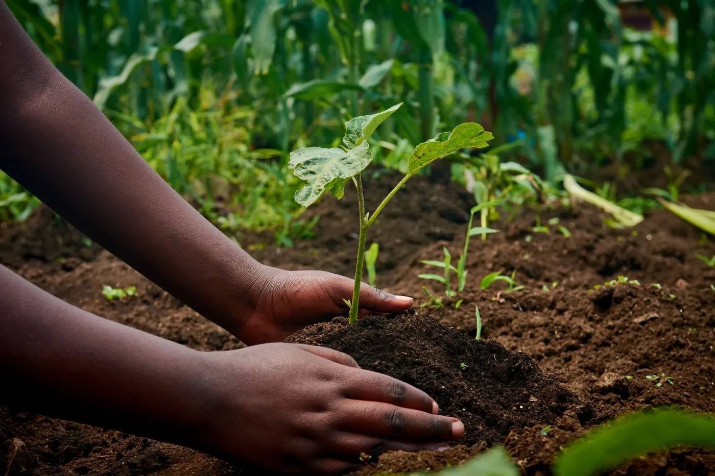 Mains tassant la terre autour d’un jeune plant