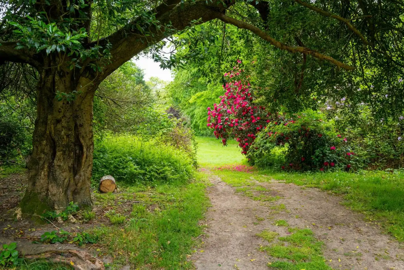 Allée d’un jardin verdoyant sous un grand arbre, rhododendron en fleurs