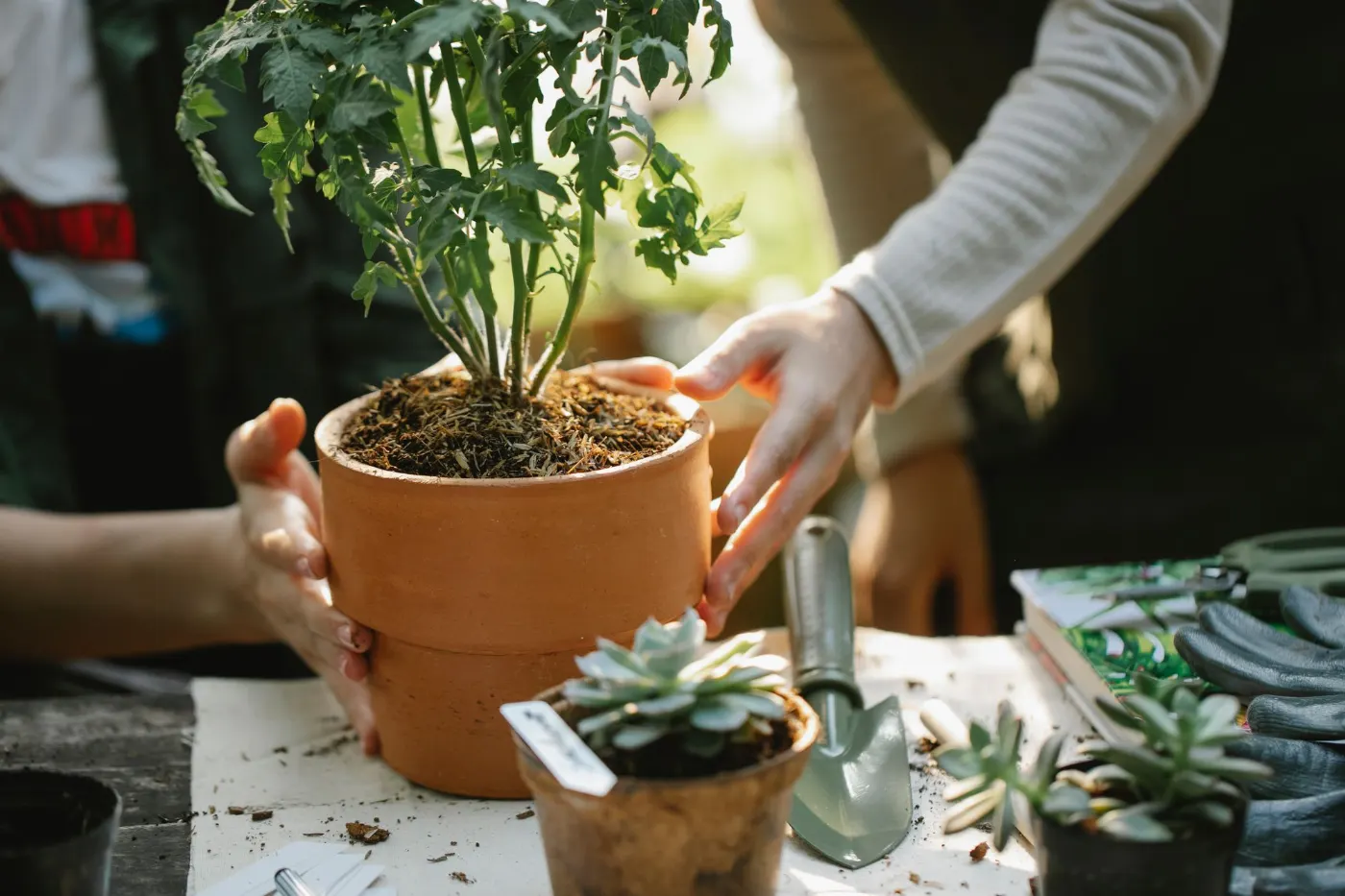 Rempotage d’une plante en pot de terre cuite