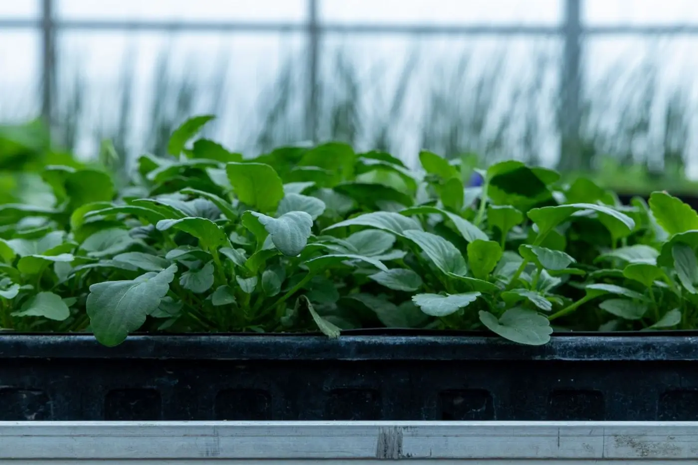 Jeunes plants verts dans un bac de culture sous serre